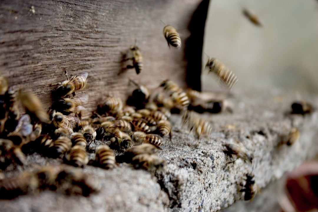 Découvrir le Propolis : Un Trésor de la Ruche aux Multiples Vertus